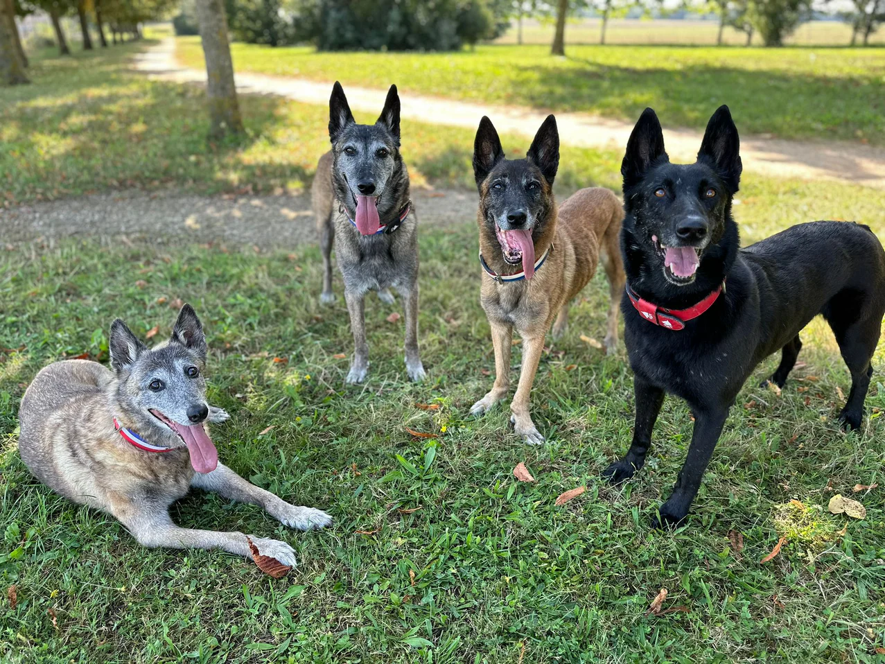 L'harmonie naturelle avec votre chien