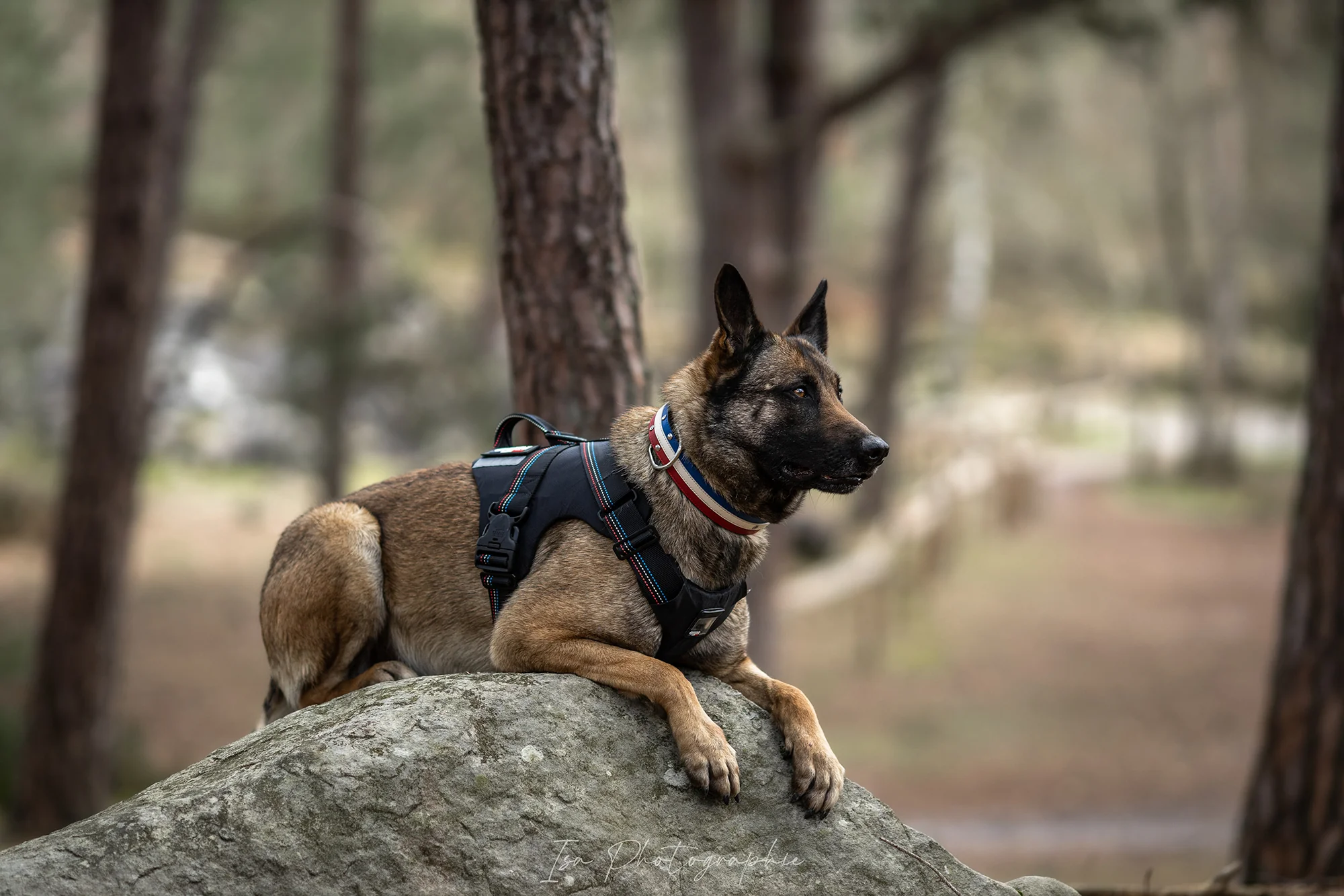 Harnais Tactique pour chien - Image 10