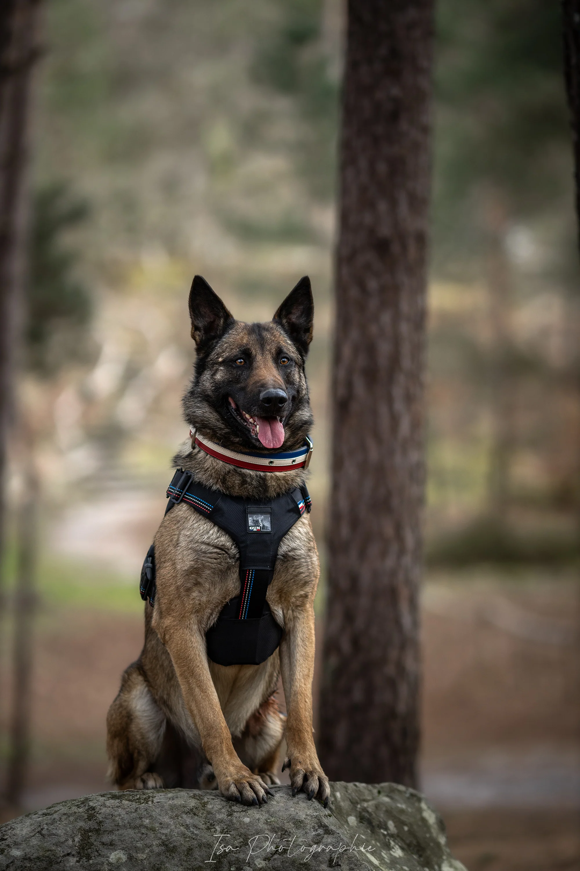 Harnais Tactique pour chien - Image 7