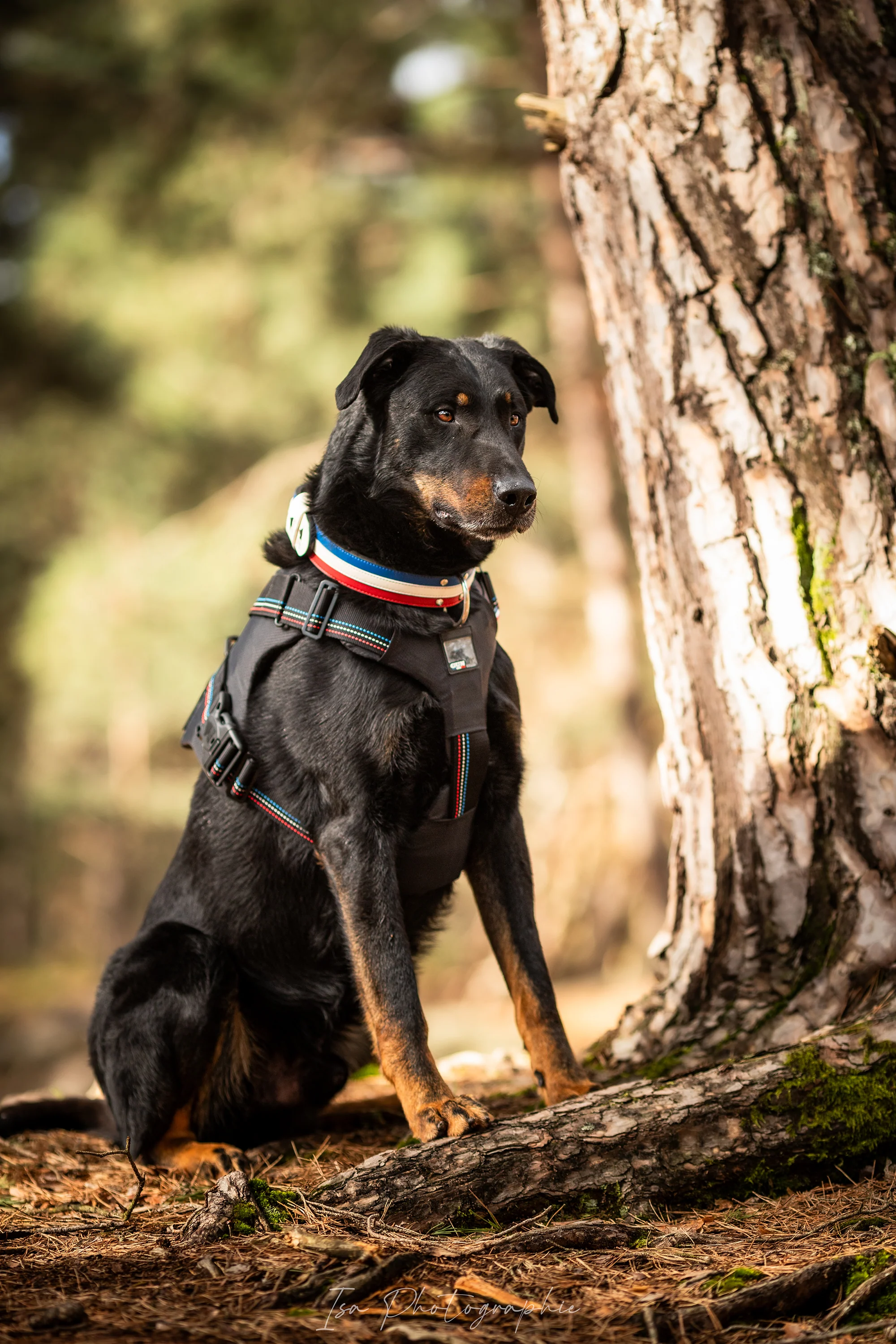 Harnais Tactique pour chien - Image 8