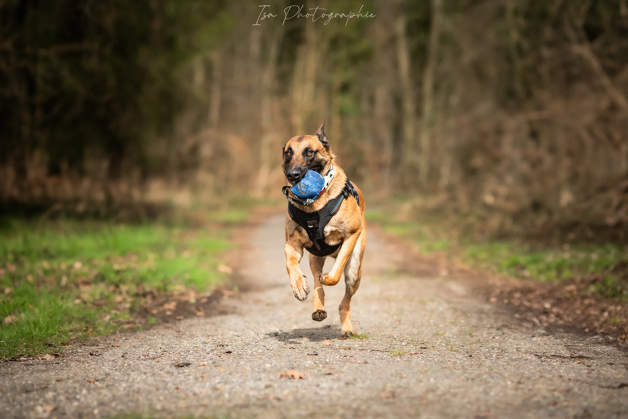 Harnais Tactique pour chien - Image 9